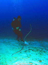 Sea Snack & Diver
Olympus 7070
Patima with YS-110 2ea by Jagwang Koo 